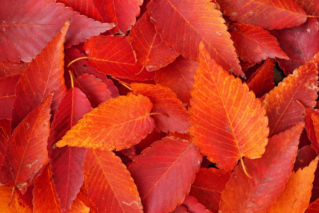 広葉樹ケヤキの木材特徴と見分け方｜木の特徴から家具への活用法まで解説