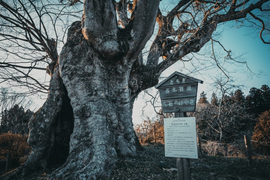 広葉樹ケヤキの木材特徴と見分け方｜木の特徴から家具への活用法まで解説