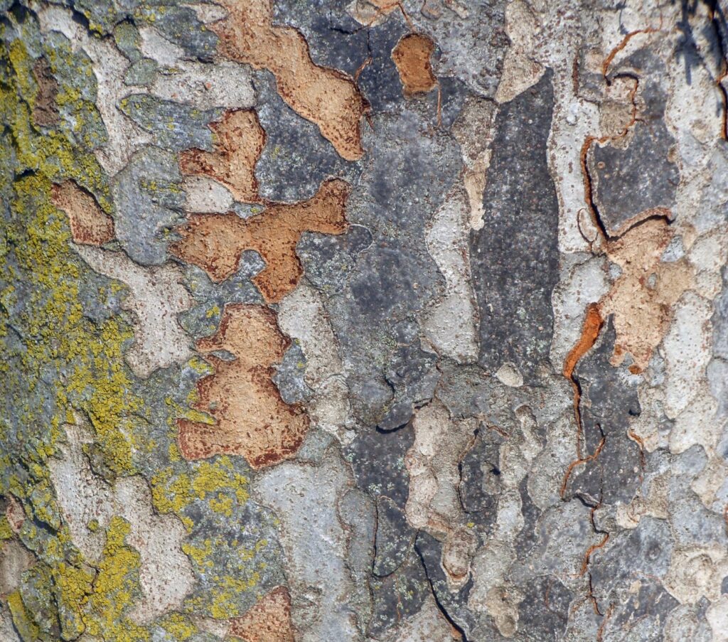 広葉樹ケヤキの木材特徴と見分け方｜木の特徴から家具への活用法まで解説