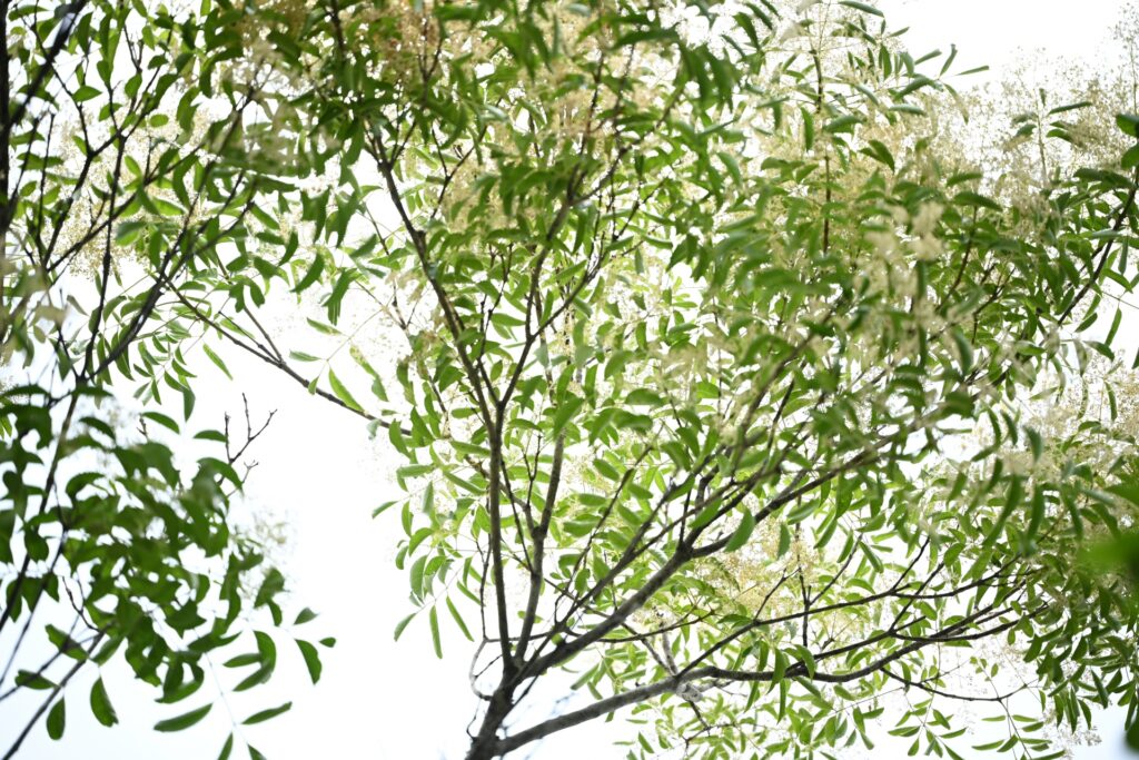 トネリコ木材とは│家具用途・特徴・アッシュ材との違いを解説