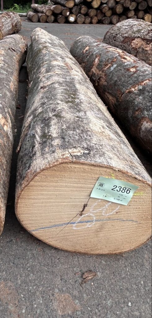 トネリコ木材とは│家具用途・特徴・アッシュ材との違いを解説