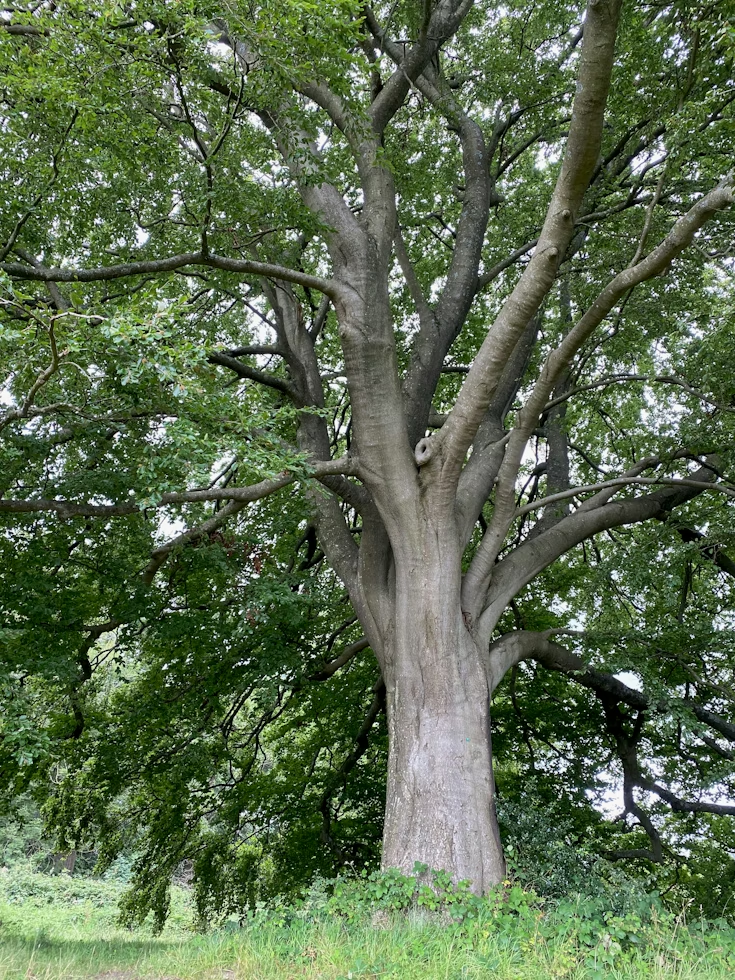 木材の広葉樹とは？針葉樹との違いと樹種別の使い分けを解説