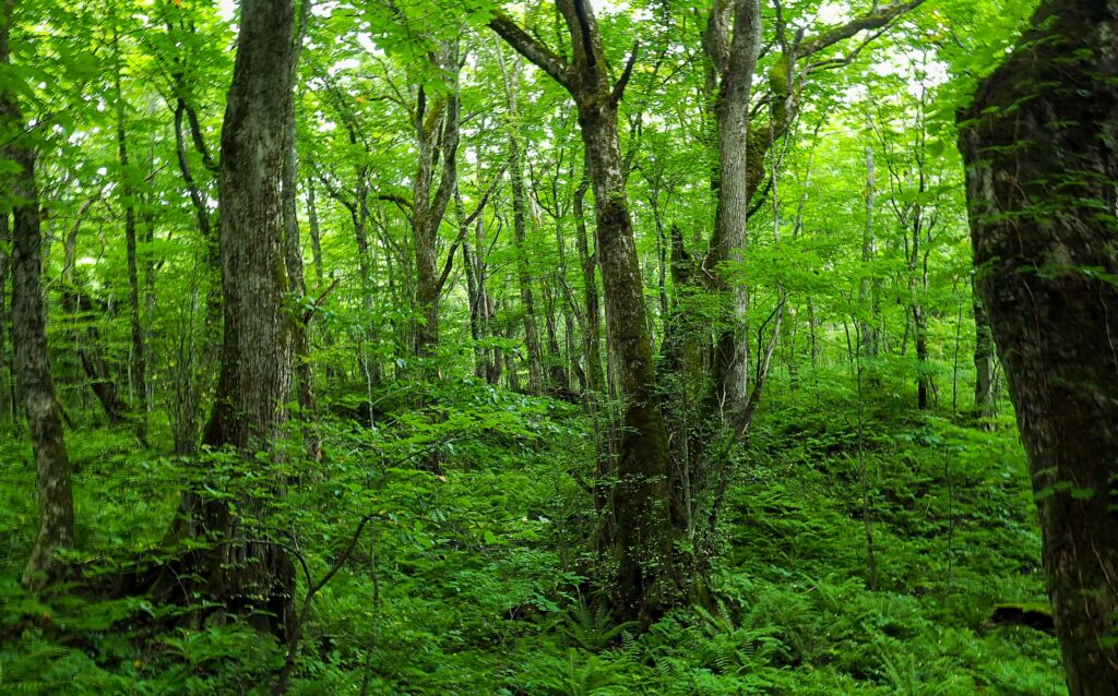 広葉樹ナラ材とは何か？木材のプロが教える特徴・経年変化・選び方の完全ガイド